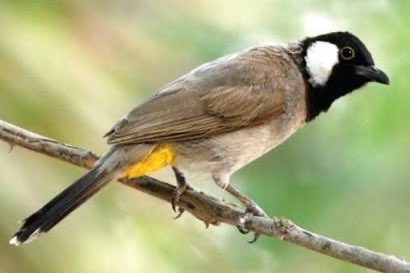 1-1 witwang buulbuul (pycnonotus leucotis)