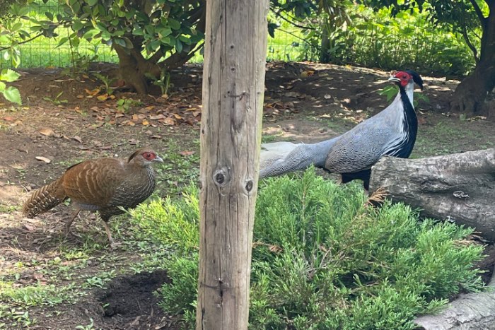 1-0 streepfazant van 2025