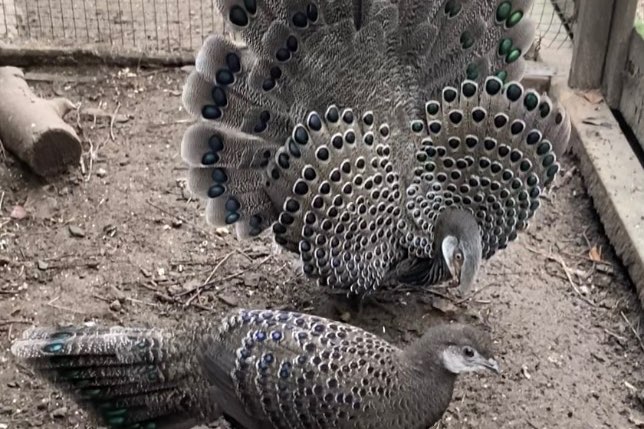 1-1 chinquis pauwfazant van 2025