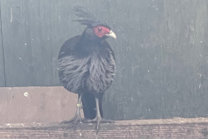 1-1 nepalfazant kweekkoppel (gaan weg wegens omstandigheden)
