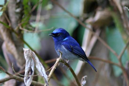 2-1 small/kleine niltava