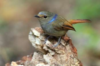 2-1 small/kleine niltava