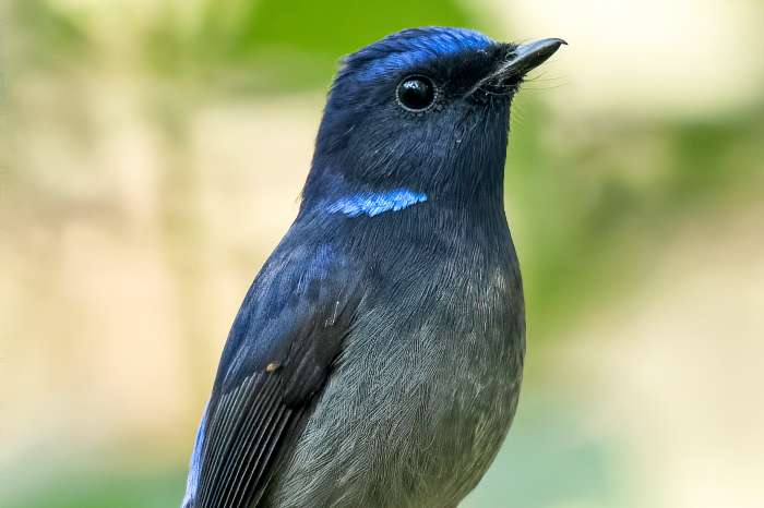 2-1 small/kleine niltava