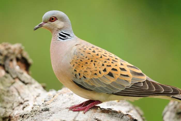 jonge koppel zomertortels 2025