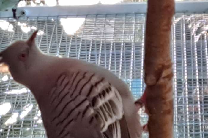 australische kuifduif