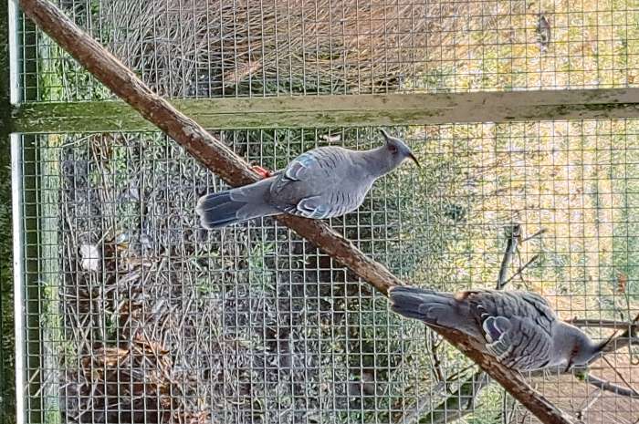 australische kuifduif