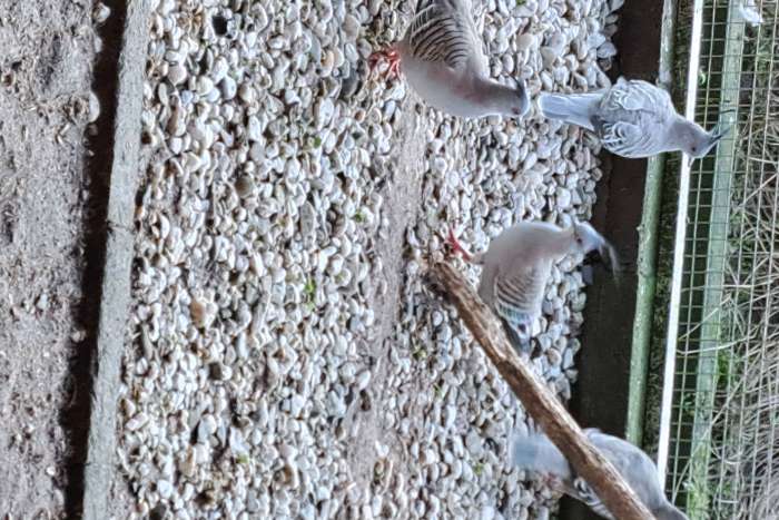 australische kuifduif