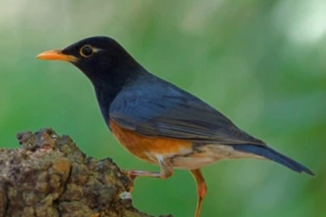 1-0 zwartborstlijster