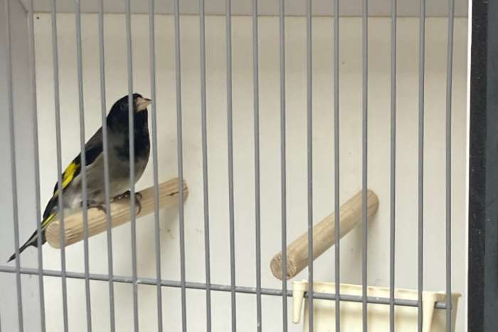 zwarte sijs x putter