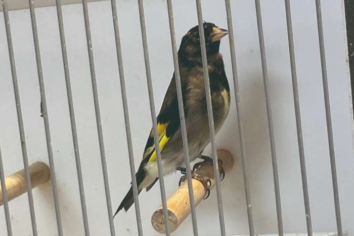 zwarte sijs x putter