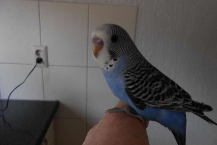 1e jonge grasparkiet uit het blok voor tam maken