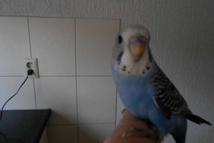 1e jonge grasparkiet uit het blok voor tam maken