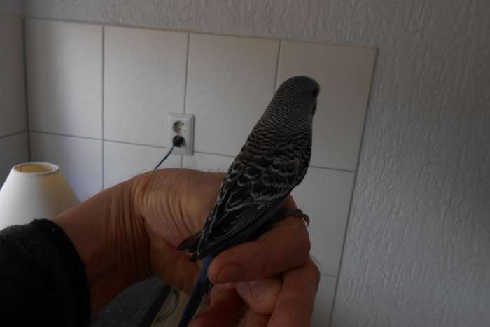 1e jonge grasparkiet uit het blok voor tam maken