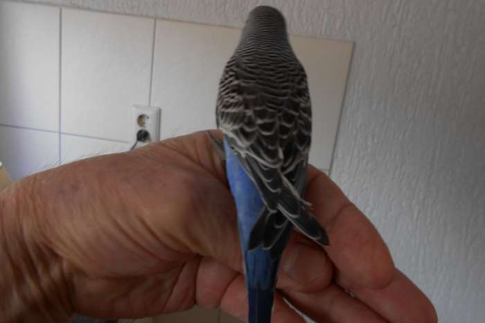 1e jonge grasparkiet uit het blok voor tam maken