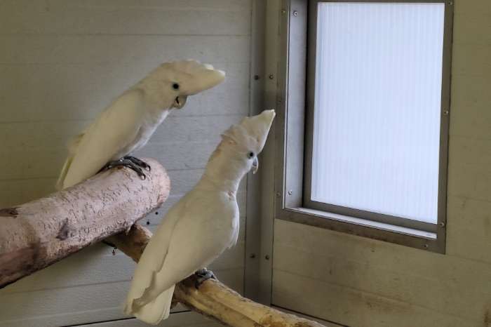 2 koppels ducorps kaketoes