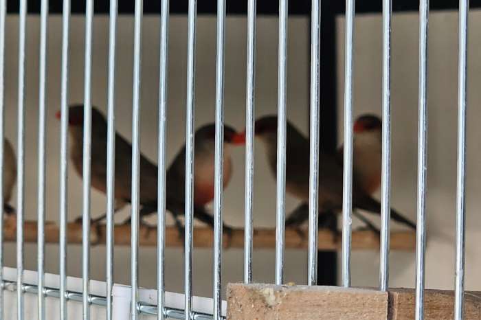 2 koppels sint helenafazantjes