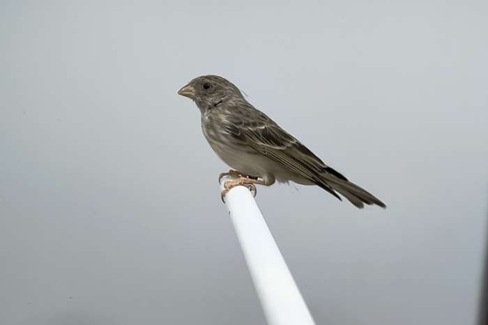koppel witstuit edelzanger