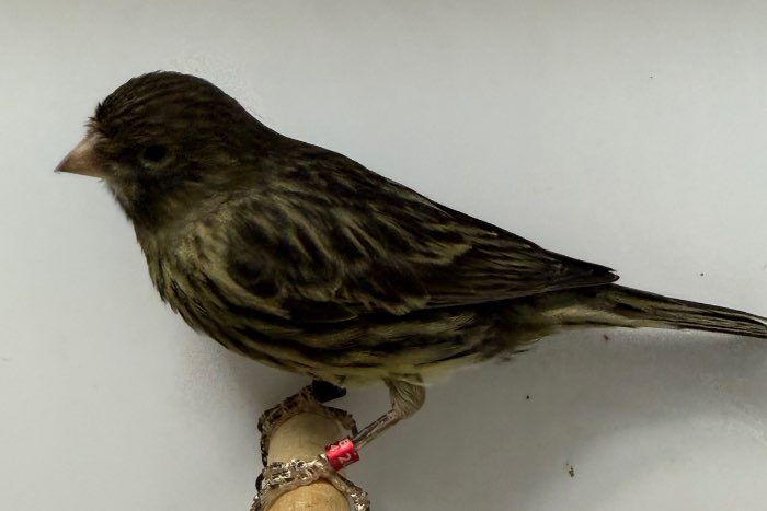 pop zwart geel ivoor split kobalt