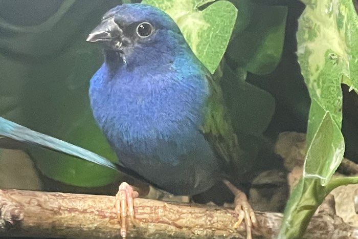 te koop: forbes papegaaiamadine man