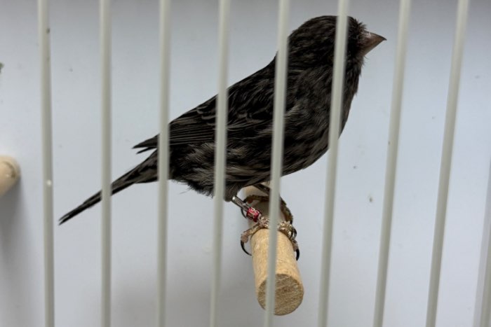 pop zwart kobalt geel mozaïek