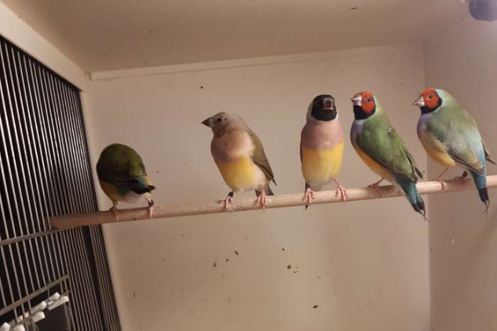 gouldamadines losse poppen