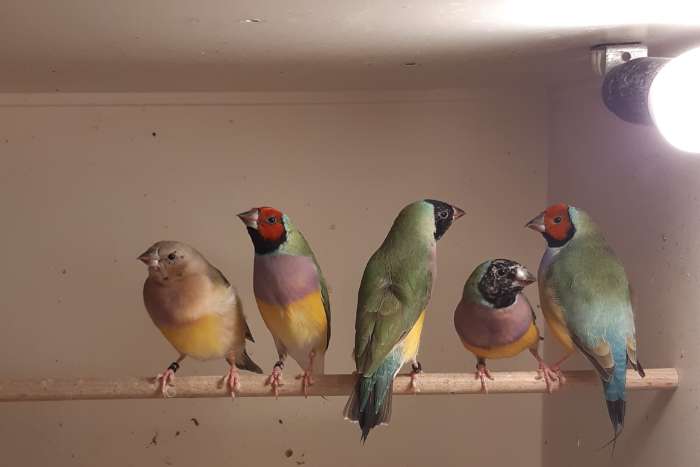 gouldamadines losse poppen