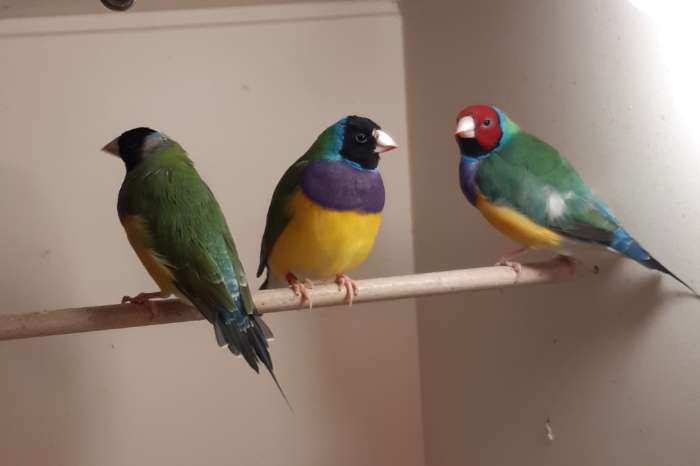 gouldamadines losse poppen