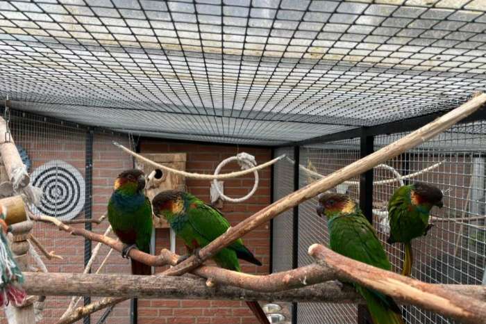 bewezen koppel 1-1 pyrrhura cruentata nu met nest 7 jongen