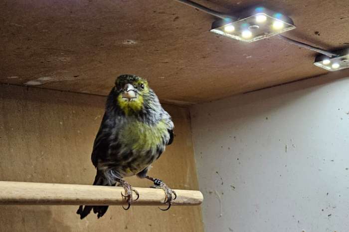 mooi zingende kanarie man uit 2025