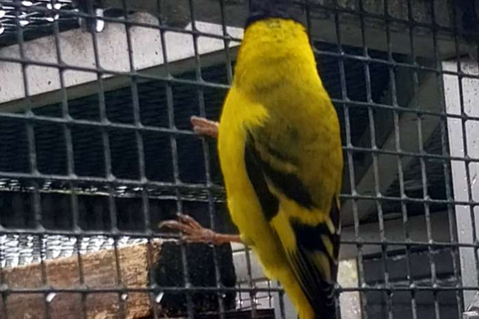 yarrelsijs man geringd 2024