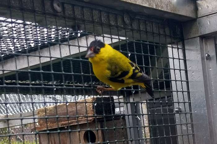 yarrelsijs man geringd 2024