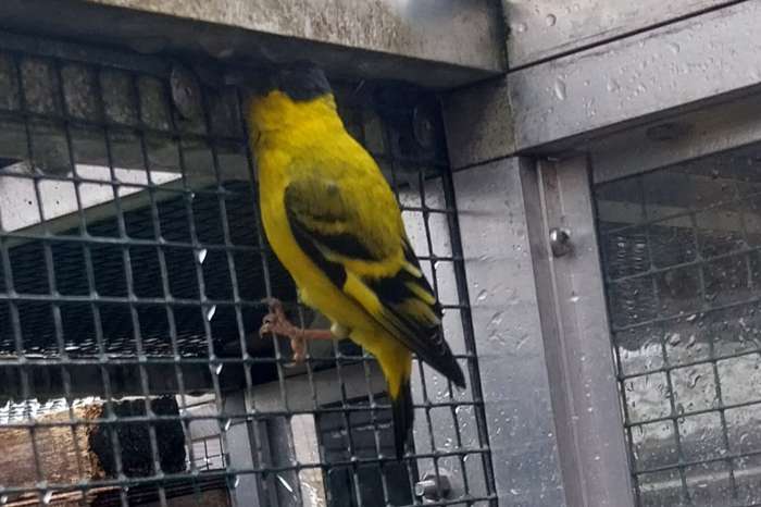 yarrelsijs man geringd 2024