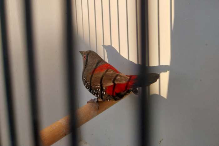 te koop dybowski man