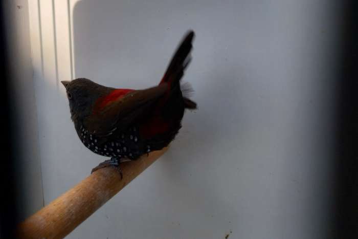 te koop dybowski man