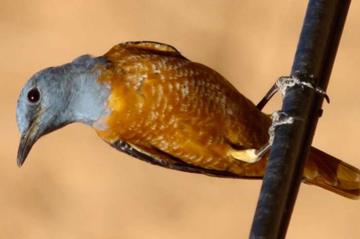 rode rotslijster pop