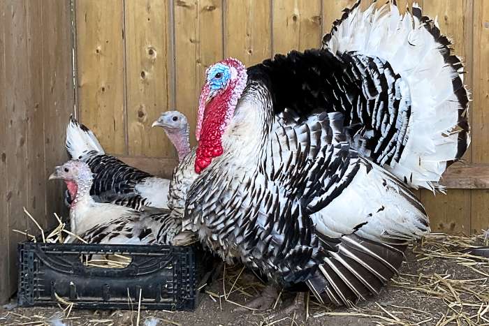 ronquières kalkoenen