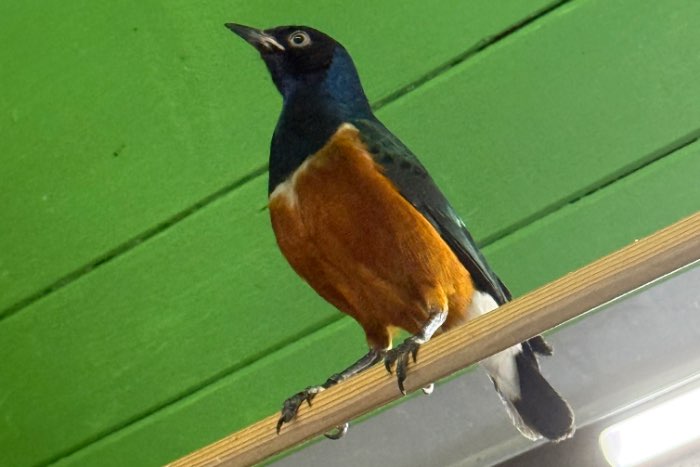 *updt*: driekleur glansspreeuw te koop