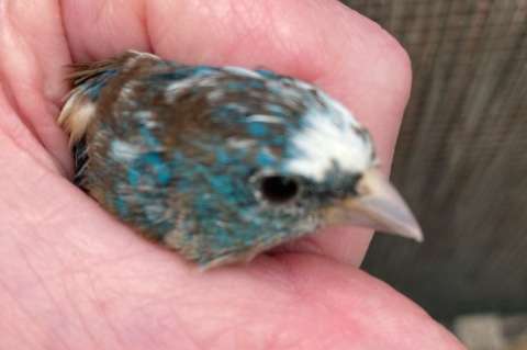 bonte lazulivink man, passerina amoena.