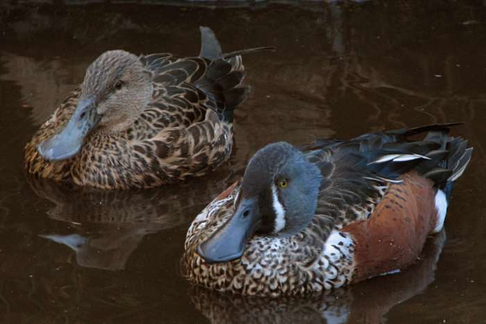 australische slobeend