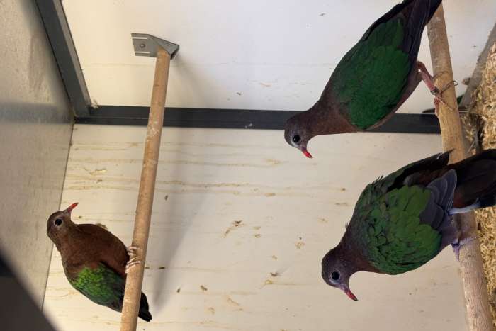 groenvleugelduif 0-3