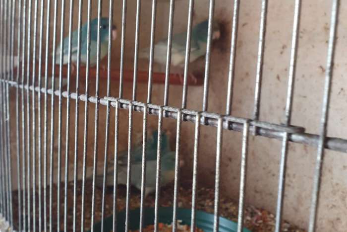 jonge koppels kakariki