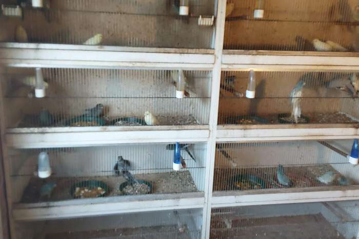 jonge koppels kakariki