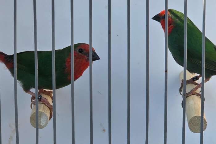 1-1 roodkop papegaaiamadine