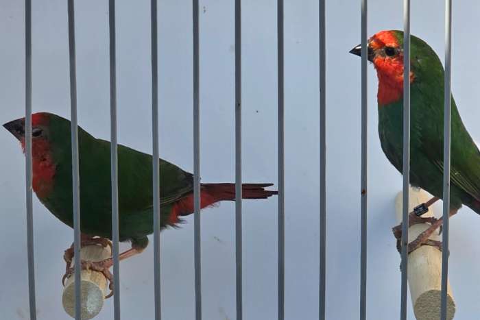 1-1 roodkop papegaaiamadine