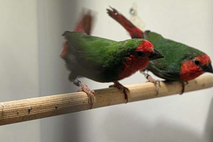 1-1 roodkop papegaaiamadine