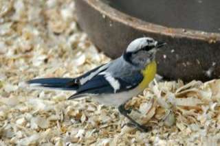 0-1 geelborst azuurmees van 2024