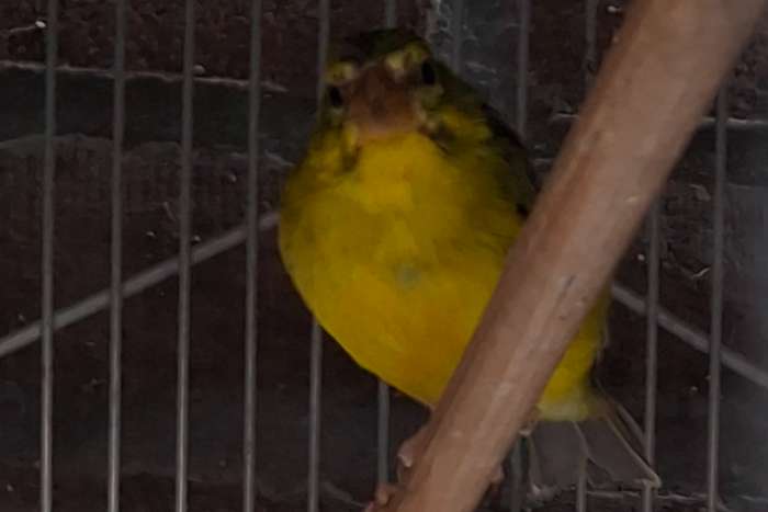 koppel dikbekcini (serinus sulphuratus sharpi)