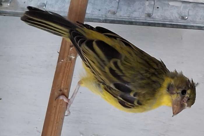 koppel dikbekcini (serinus sulphuratus sharpi)