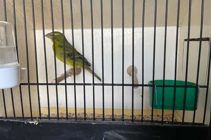 zwavel gele dikbekmozambique