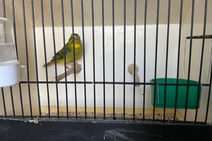 zwavel gele dikbekmozambique